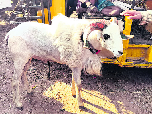 ● పొట్టేళ్ల సంత కిటకిట 2