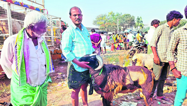 ● పొట్టేళ్ల సంత కిటకిట 1