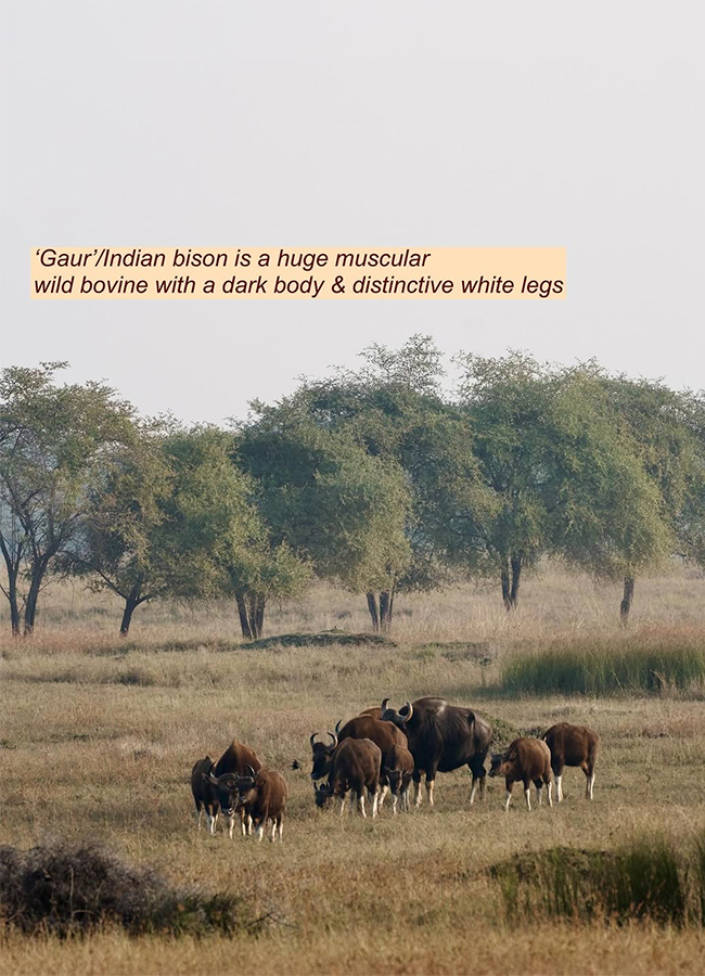 Actress Malavika Mohanan Safari Ride Exclusive Photos8