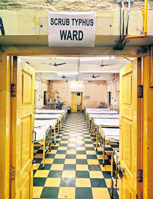 స్క్రబ్‌ టైఫస్‌పై అలర్ట్‌ 1