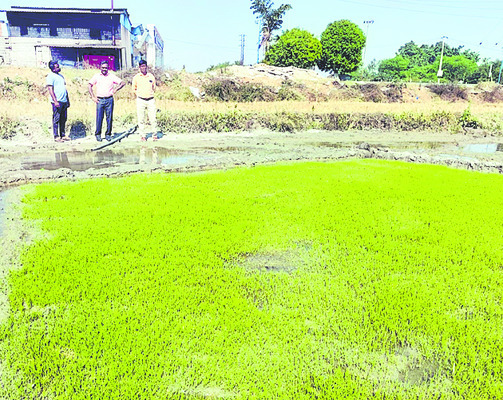 ప్రశాంతంగా నిర్వహించాలి 
1