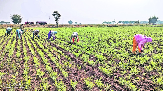 దత్తాత్రేయస్వామికి విశేషపూజలు 1