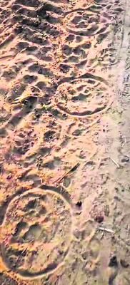 గనులపై పులి భయం1