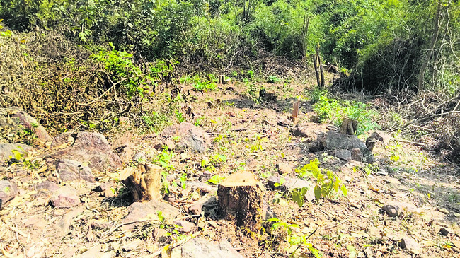 రిజర్వు ఫారెస్ట్‌లో విధ్వంసం 1