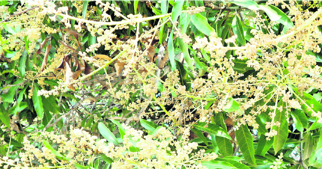 మెట్టలో మామిడి పూతకు మంచు దెబ్బ 1