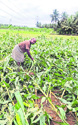 పరిహారం.. పరిహాసం2