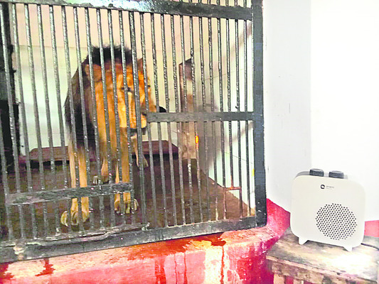 చలి వేళ.. మూగజీవాలకు వెచ్చగా! 1