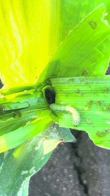 మక్కకు ‘కత్తెర’ కాటు 1