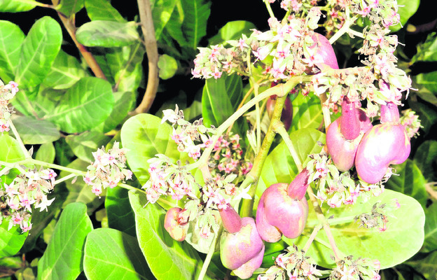 మెట్టలో అంతరిస్తున్న జీడి తోటలు 1