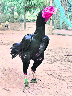 పుంజుకుంటున్నాయ్‌ 1