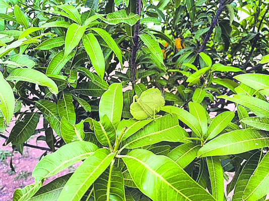 మామిడిలో సస్యరక్షణ 1