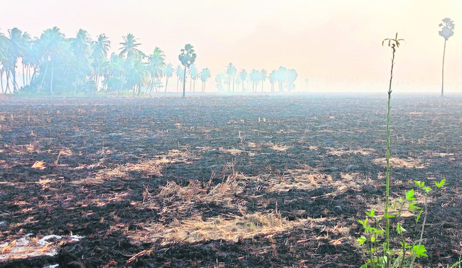 వరి పొలాలకు నిప్పు ముప్పు 1