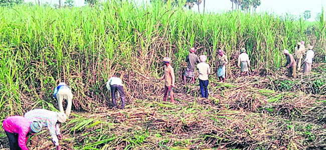 చెరకు రైతుకు ఊరట1