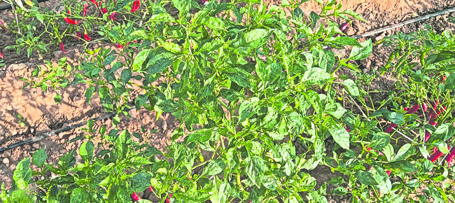 ఆశలు..ఎర్రబారి..!1