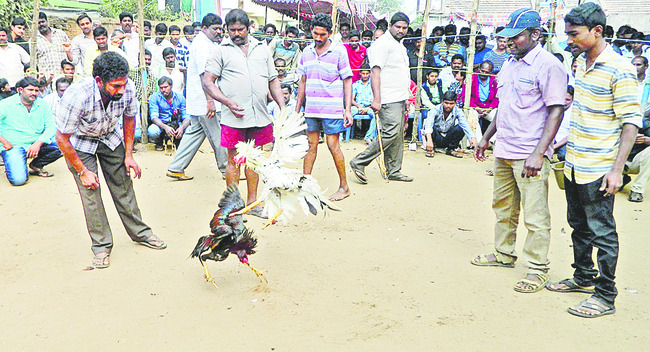 కోడి రెఢీ..1