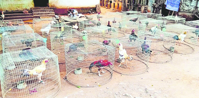 కోడి రెఢీ..2