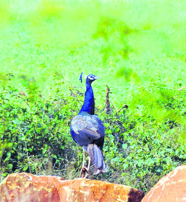 వయ్యారం.. మయూరం 3