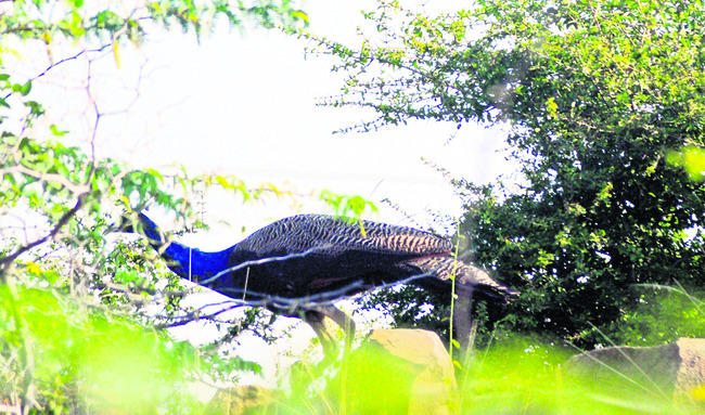 వయ్యారం.. మయూరం 1