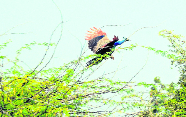 వయ్యారం.. మయూరం 2