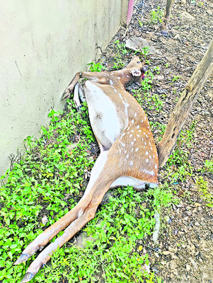 యువతి అదృశ్యం
1