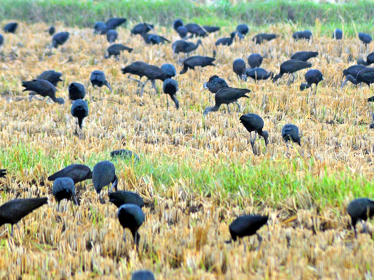 Best Photos of The Week in AP and Telangana Photo Gallery5