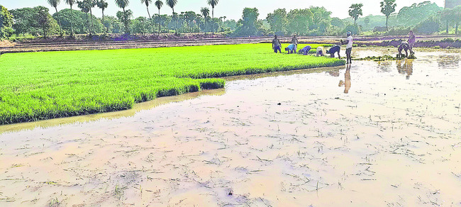 పుడమి తల్లికి పచ్చబొట్లు1