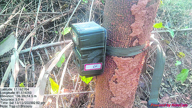 అమ్మో పులి 1