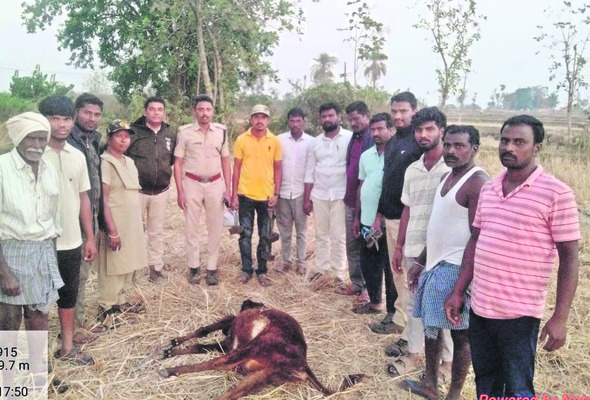 అంబారిపేట శివారులో చిరుత సంచారం1