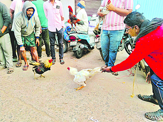 బందరులో పందెంకోళ్ల కూతలు 1