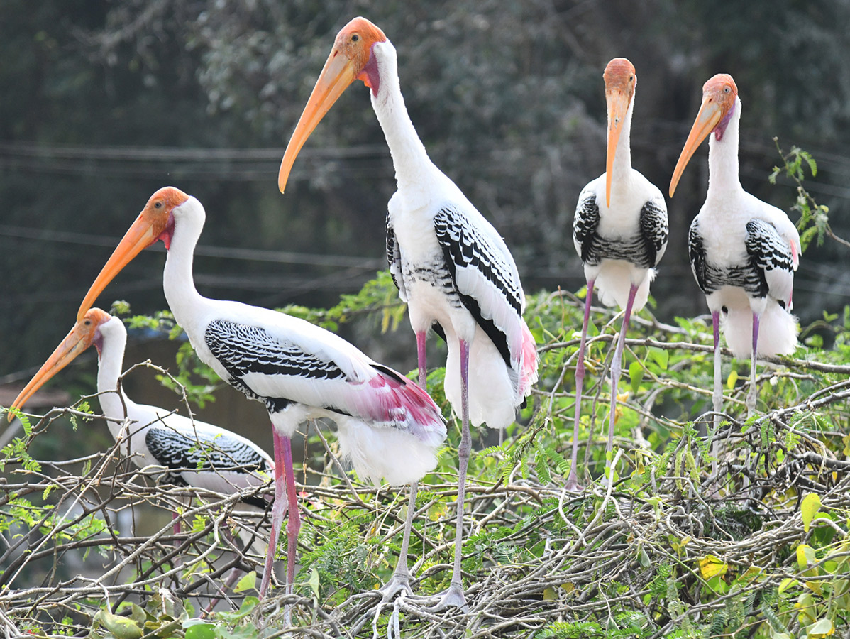 Foreign birds arriving at Visakhapatnam: Photos1