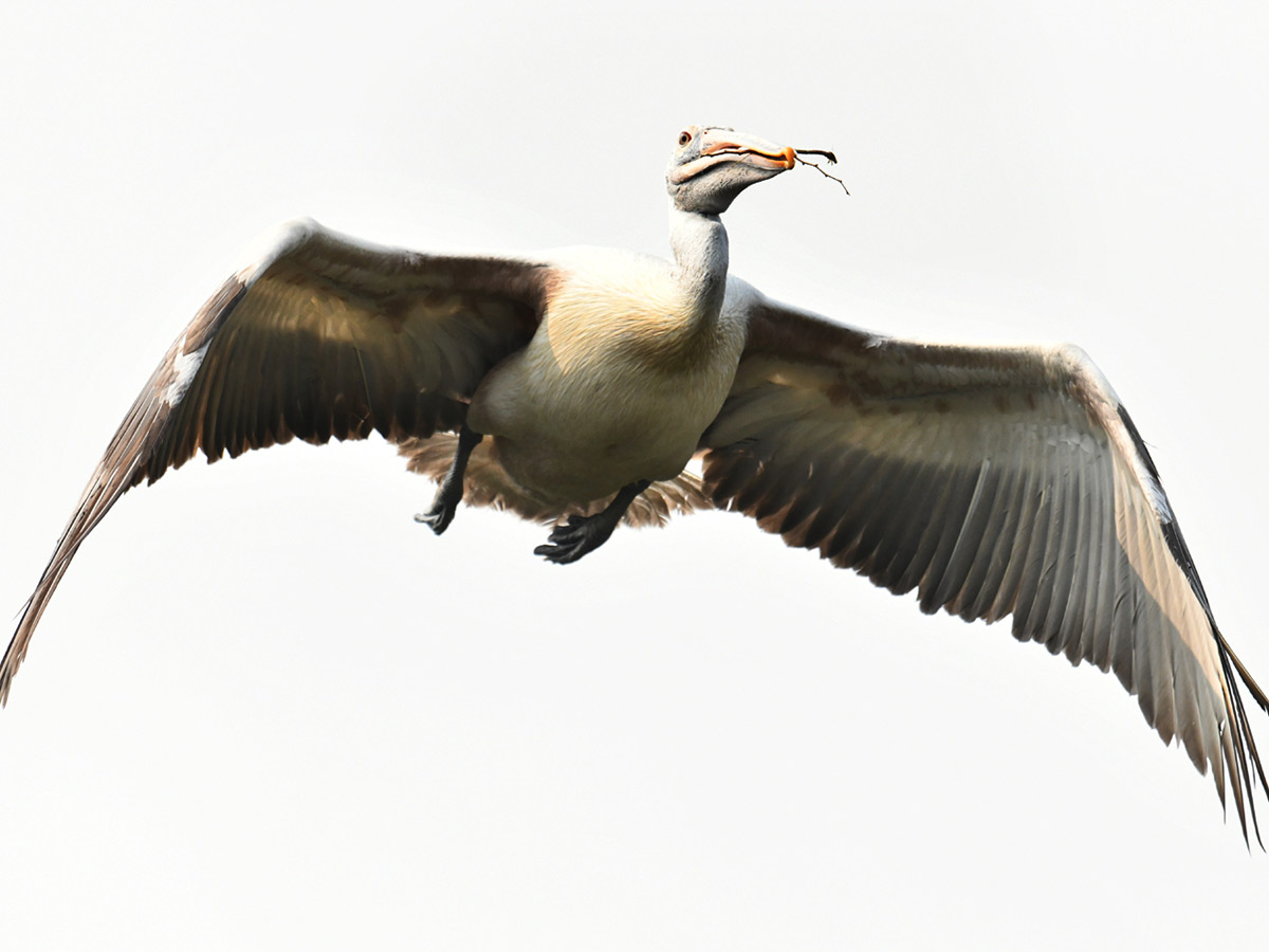 Foreign birds arriving at Visakhapatnam: Photos10