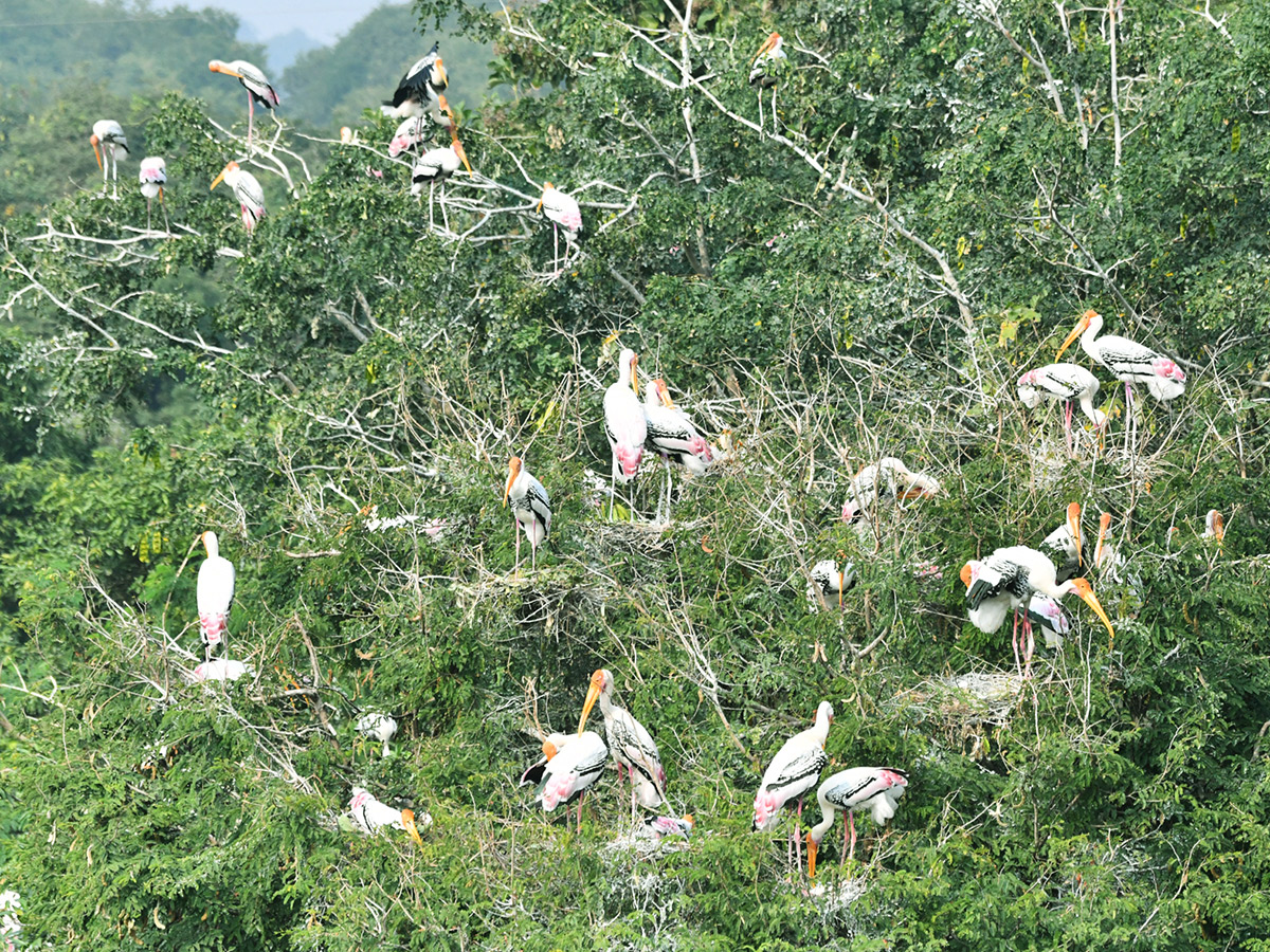 Foreign birds arriving at Visakhapatnam: Photos11