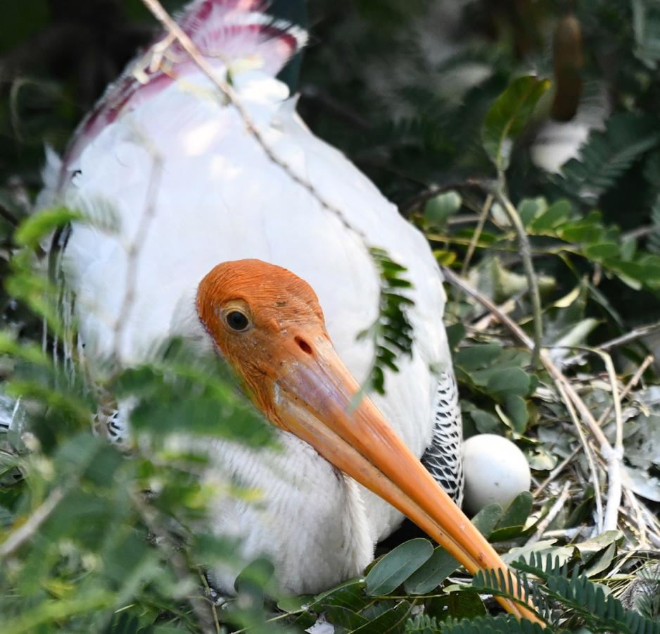 Foreign birds arriving at Visakhapatnam: Photos12