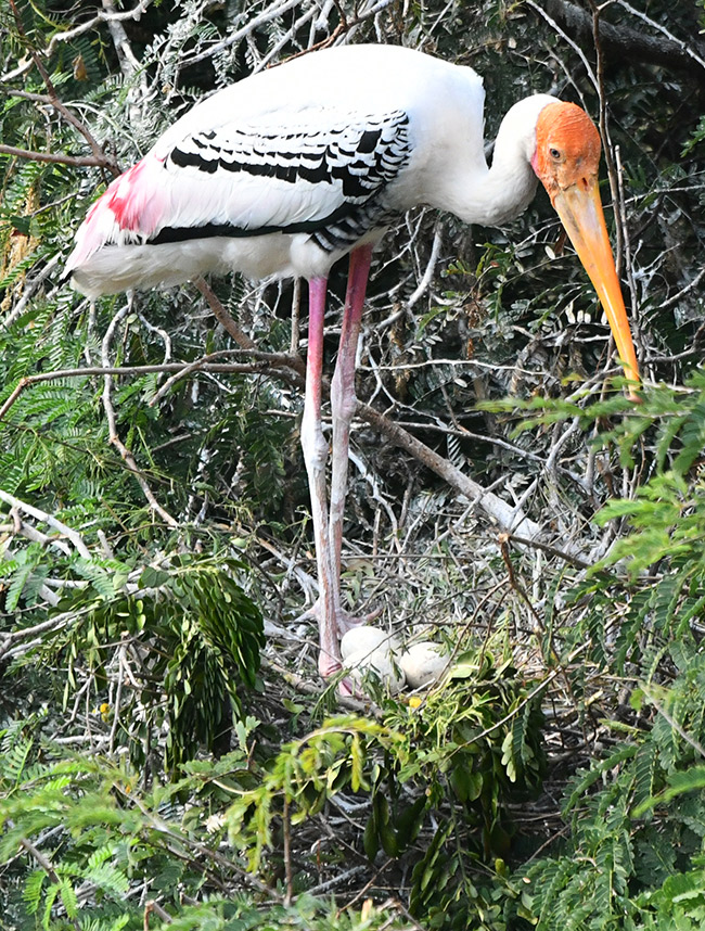 Foreign birds arriving at Visakhapatnam: Photos13