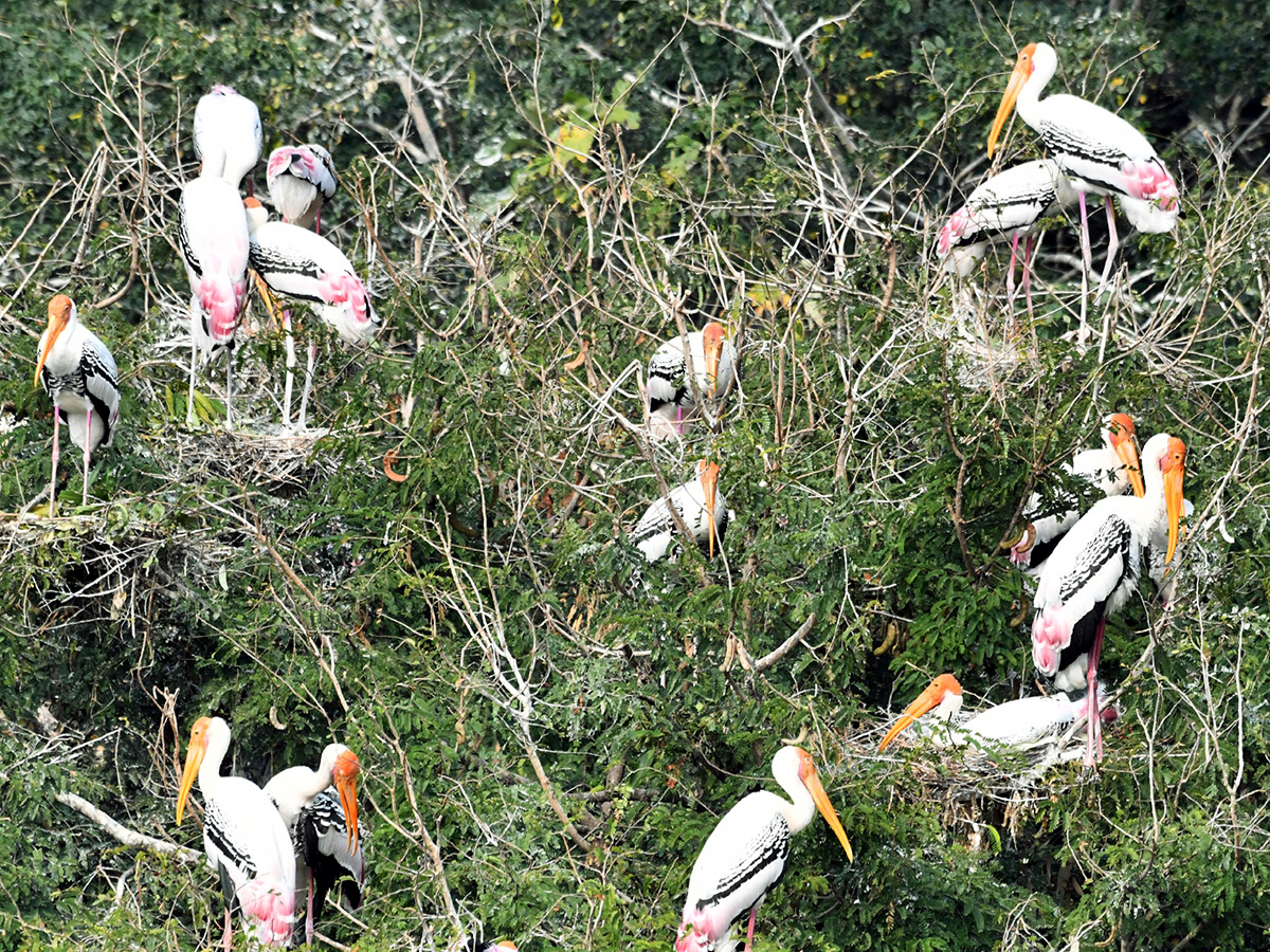 Foreign birds arriving at Visakhapatnam: Photos14