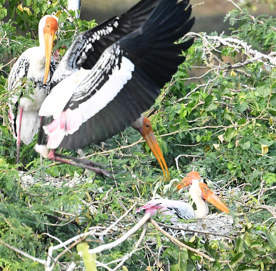 Foreign birds arriving at Visakhapatnam: Photos15