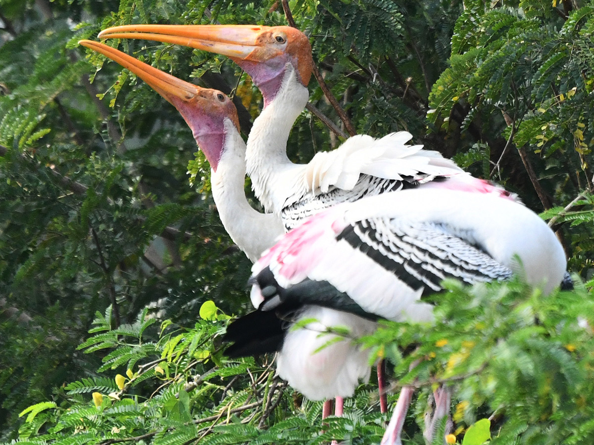 Foreign birds arriving at Visakhapatnam: Photos2