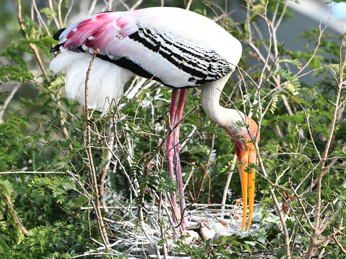 Foreign birds arriving at Visakhapatnam: Photos3