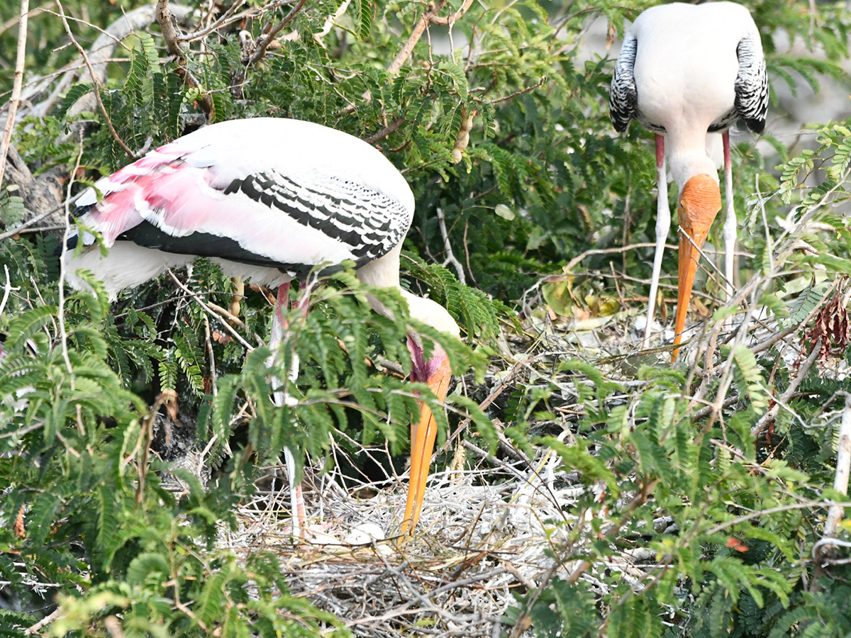 Foreign birds arriving at Visakhapatnam: Photos4