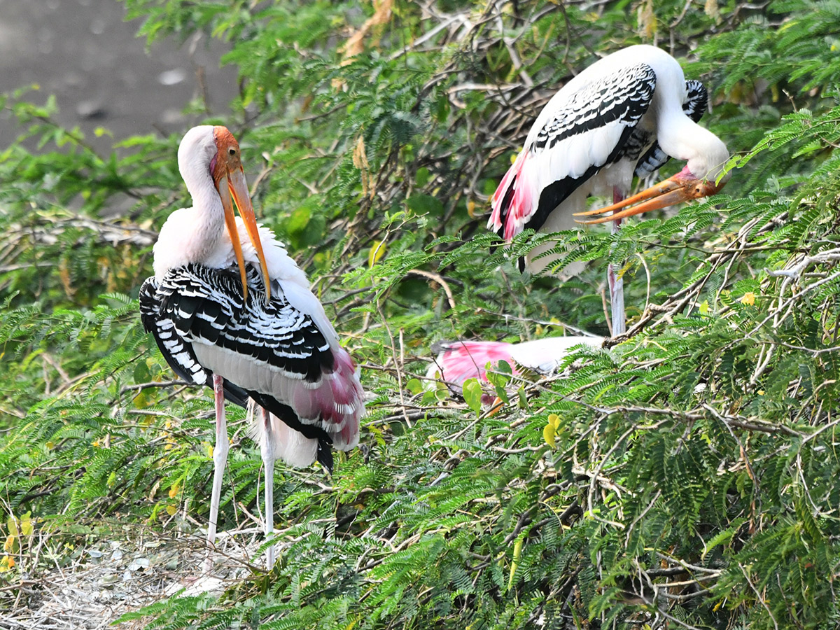 Foreign birds arriving at Visakhapatnam: Photos5
