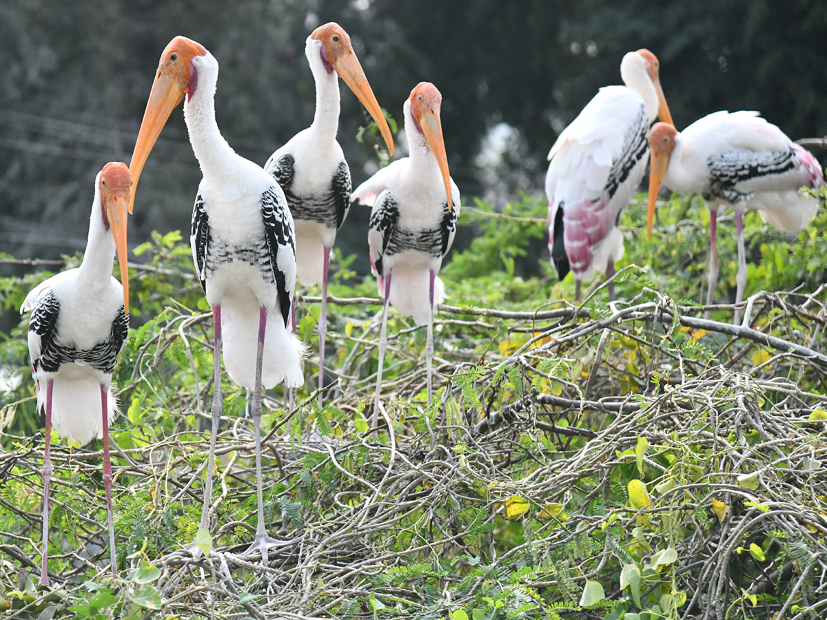 Foreign birds arriving at Visakhapatnam: Photos6