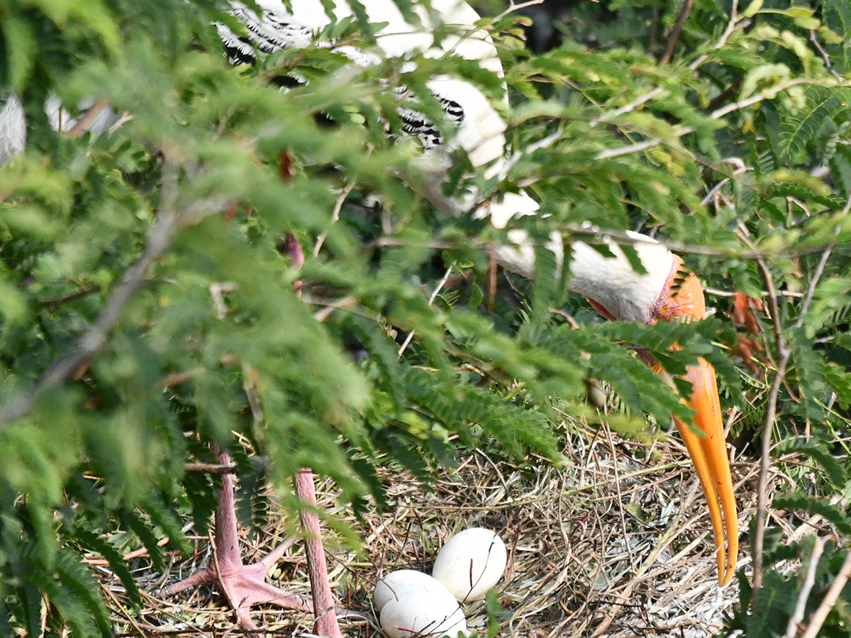 Foreign birds arriving at Visakhapatnam: Photos7