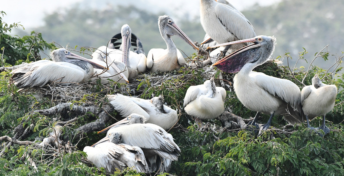 Foreign birds arriving at Visakhapatnam: Photos8