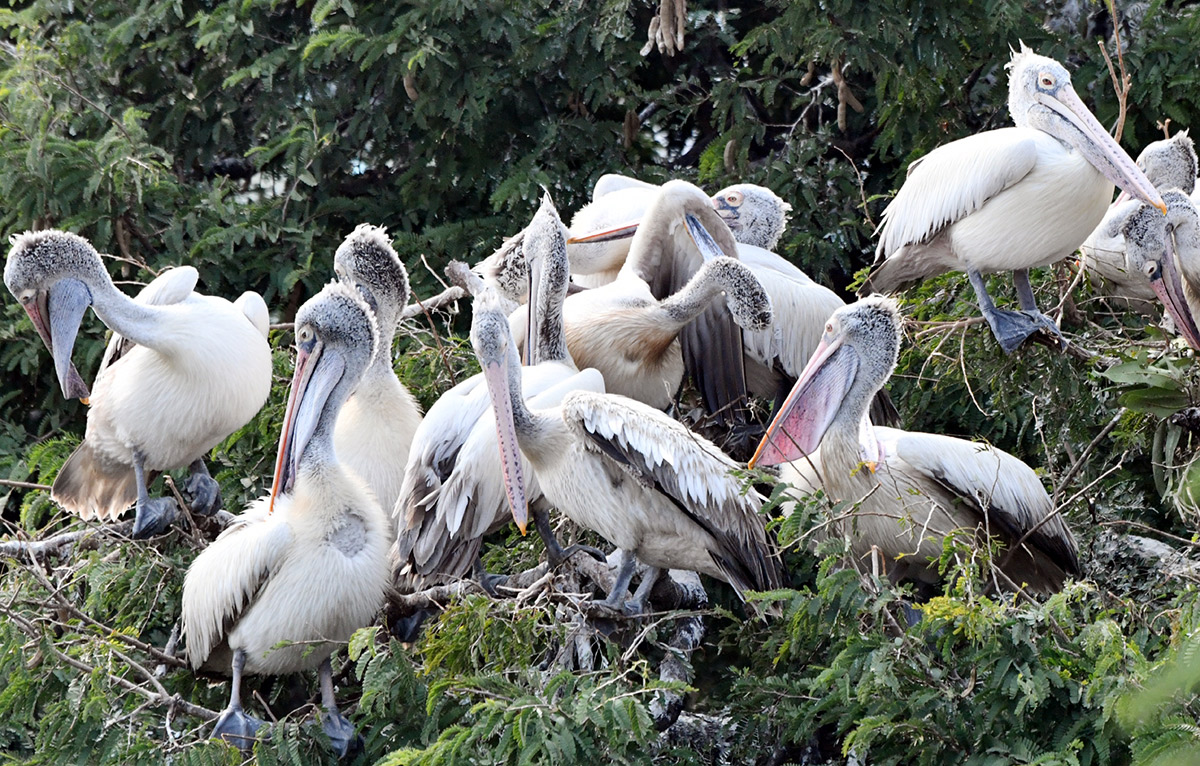 Foreign birds arriving at Visakhapatnam: Photos9