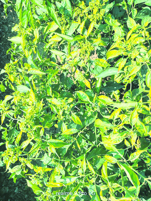 మిర్చికి తెగుళ్లు.. రైతుకు కన్నీళ్లు1