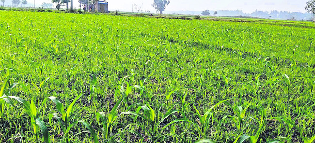 మొక్కజొన్నపై మక్కువ..! 1