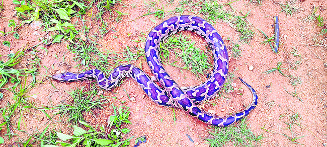 రైతులను బెంబేలెత్తిస్తున్న విషసర్పాలు 1