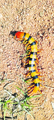 రైతులను బెంబేలెత్తిస్తున్న విషసర్పాలు 5