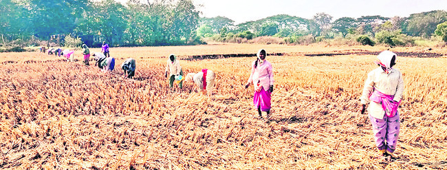 వరిసాగుపై మక్కువ1