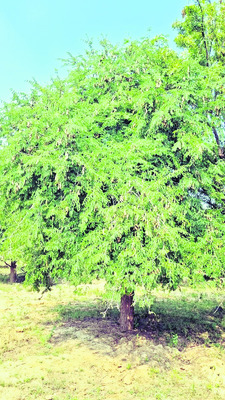 వాటర్‌షెడ్‌ పనుల్లో దోపిడీ1